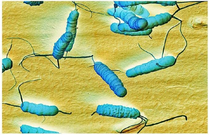 Bacteria Helicobacter pylari