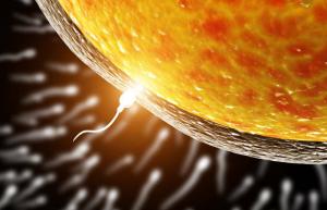 Ovum alege sperma pentru fertilizarea, și nu invers: oamenii de știință