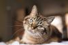 15 fapte despre pisici pe care le chiar mai mult dragoste face