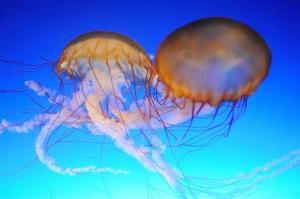 Cum de a da primul ajutor pentru înțepături de meduze