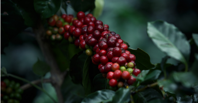 Fructele de cafea - cafea cireșe 