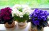 3 trucuri pentru îngrijirea plantelor de interior