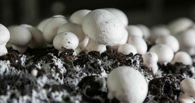 Ciuperci - champignon mushroomy