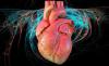 6 indicații precise cu privire la probleme cardiace