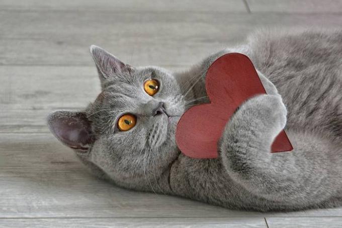 15 fapte despre pisici pe care le chiar mai mult dragoste face