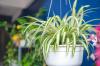 7 plante de apartament pentru un aer perfect curat acasă