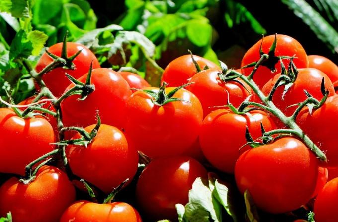 Tomate - tomate