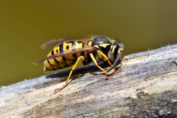 Muscata de o viespe: cum să ajute copilul